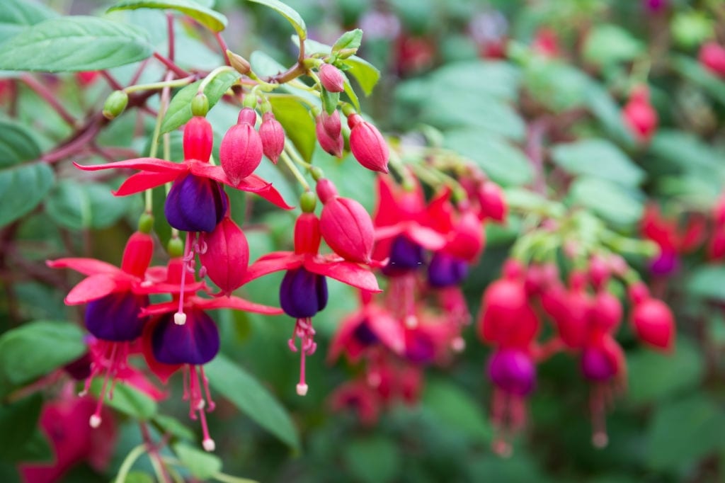 How To Revive A Fuchsia Plant From Dehydration?