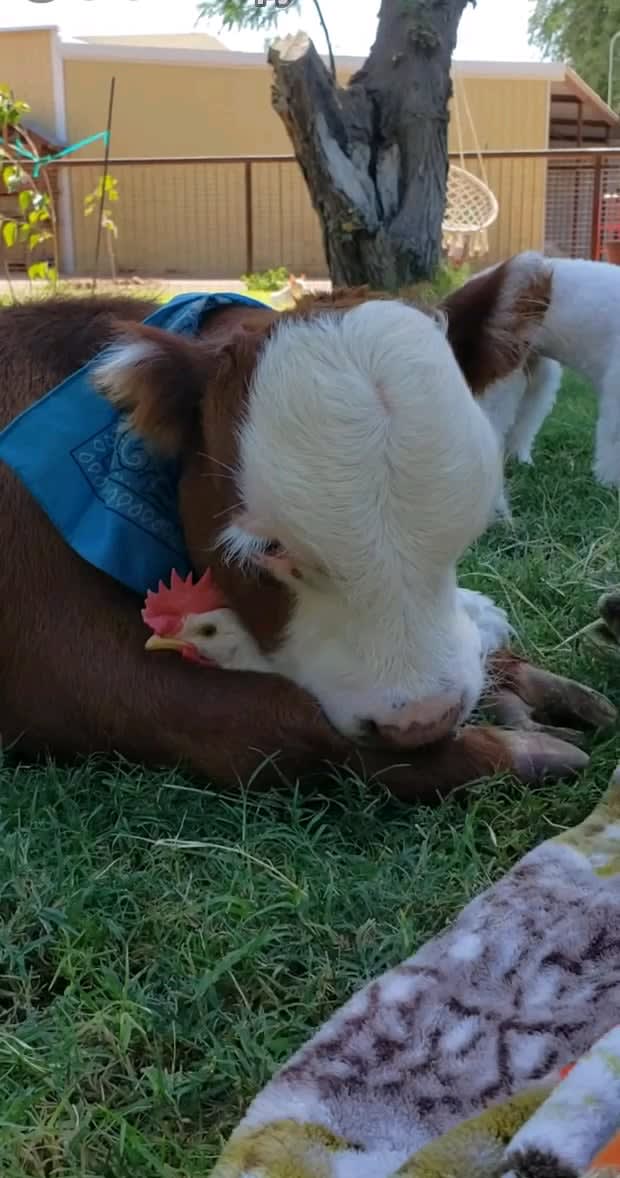 Eternal friendship of a bull and a chicken