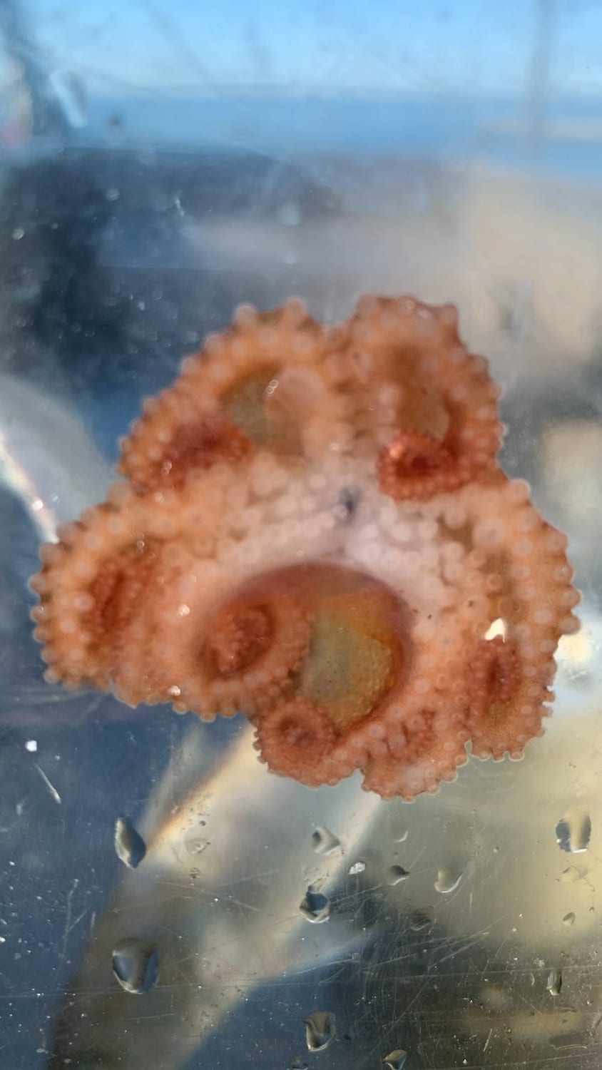 This cool video I took shows how octopus can move their hundreds of suction cups independently