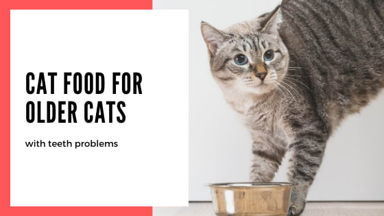 Best Cat food for older cats with teeth problems - Guide 2020