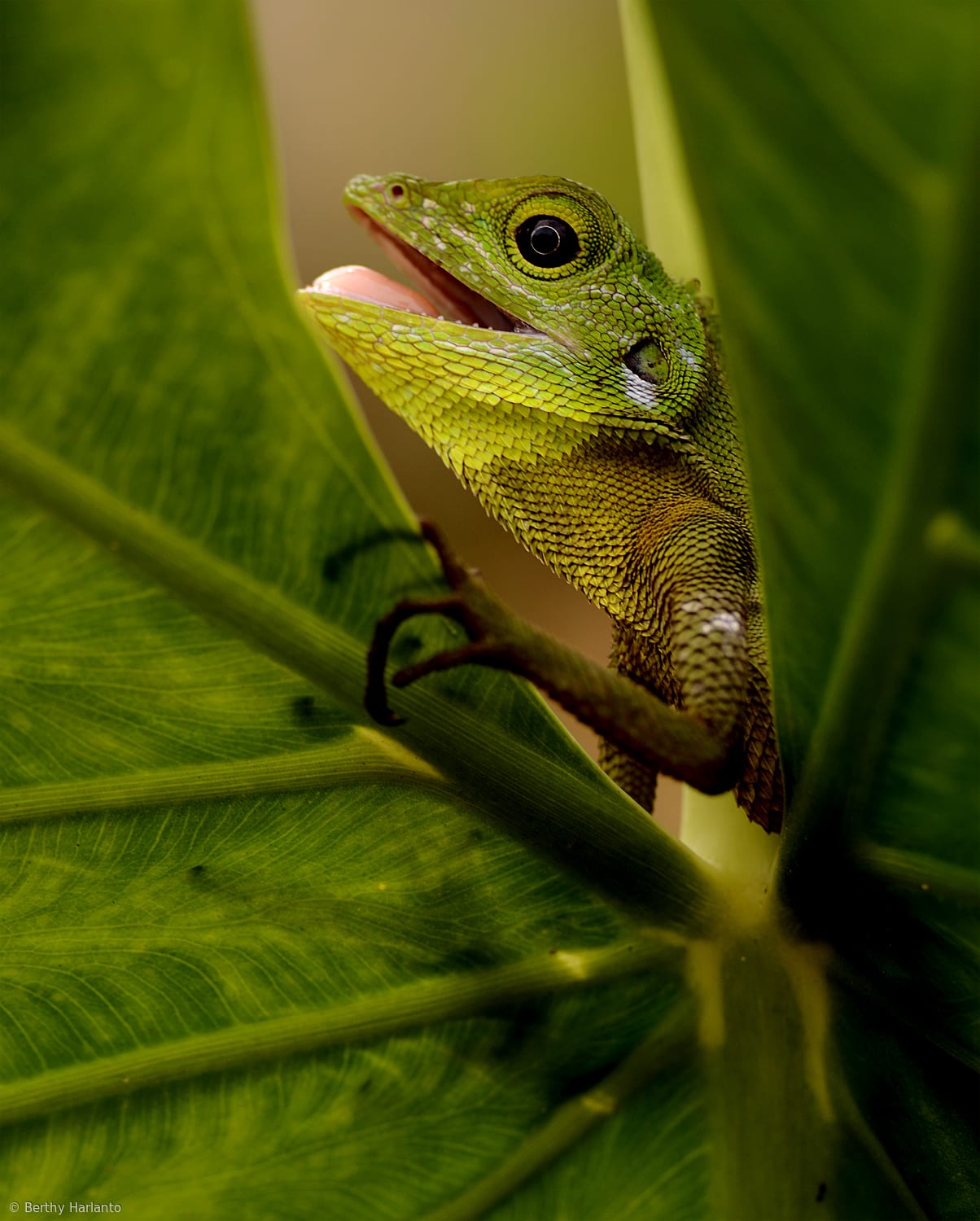 Borneo Chameleon