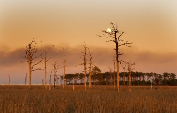 The Haunting Ghost Forests of Maryland's Eastern Shore