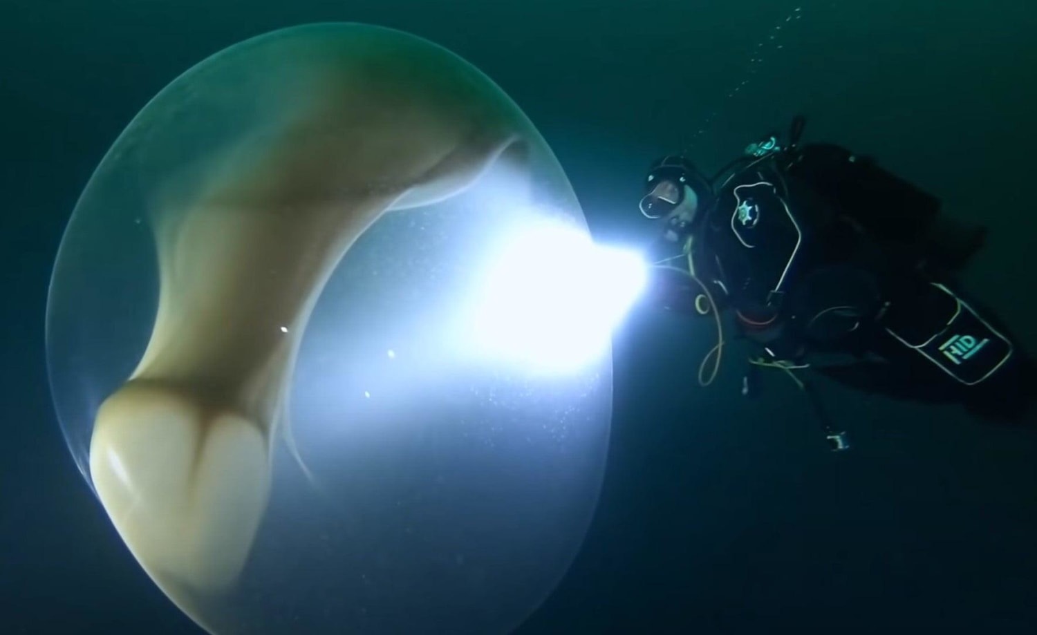 A trio of divers off the western coast of Norway had a close encounter with a squid's egg sac as big as an adult human.