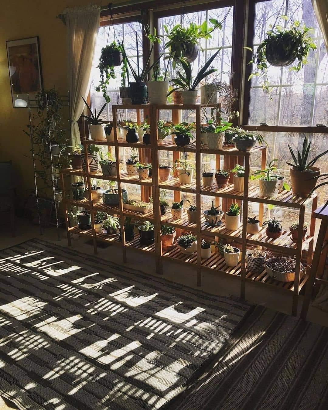 Indoor plants collection with sun facing wall of green. I thought this was really cool