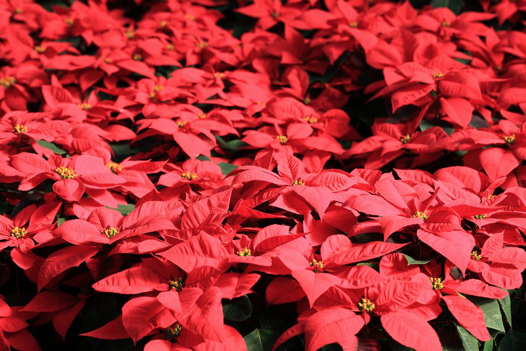 How America's Most Popular Potted Plant Captured Christmas