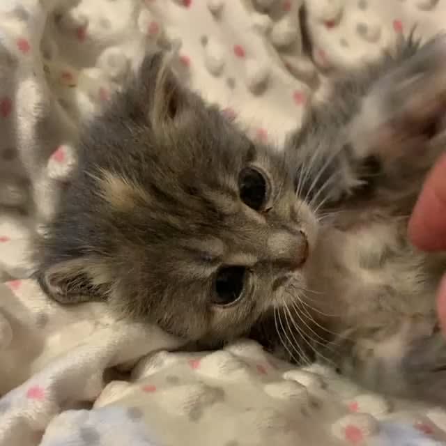 Little Imogen the foster kitten!