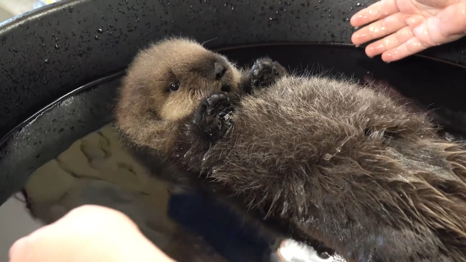 Baby otter testing water
