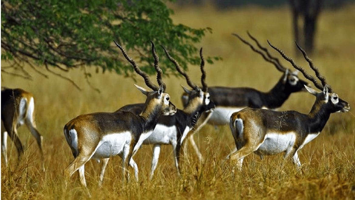 20 Popular National Parks and Wildlife Sanctuaries in Gujarat