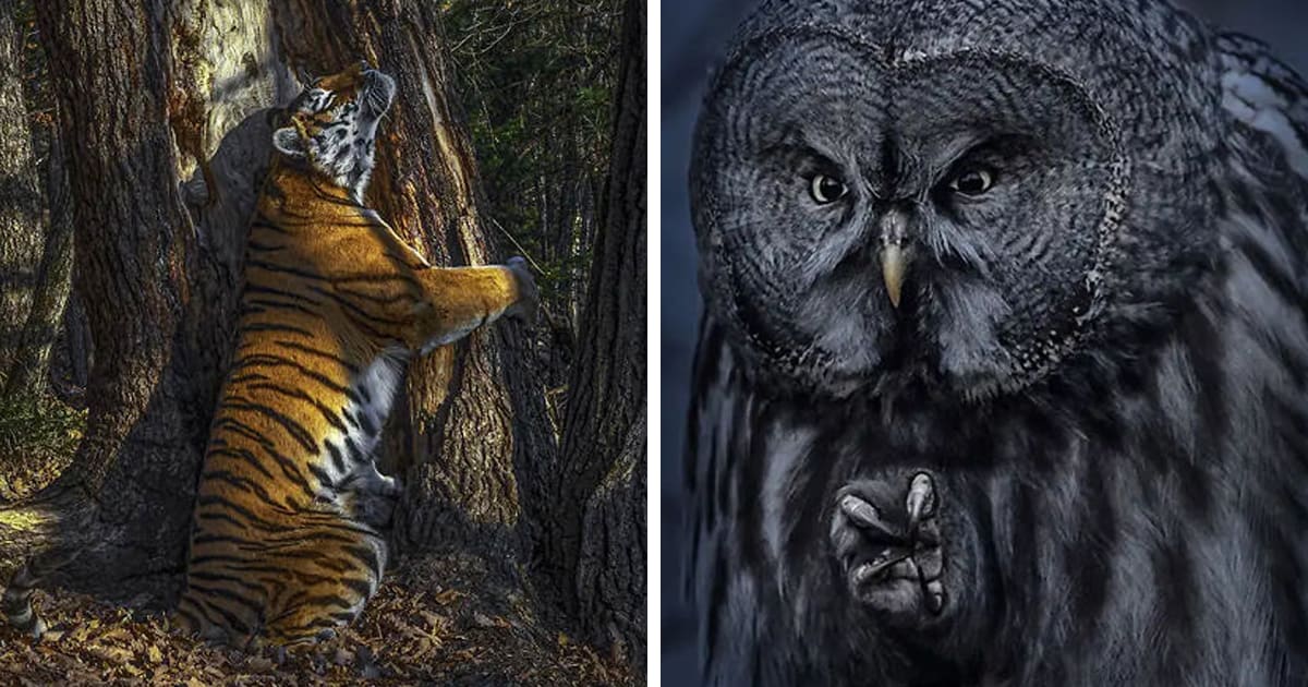 The Wildlife Photographer Of The Year 2020 Winners Have Just Been Announced (15 Pics)