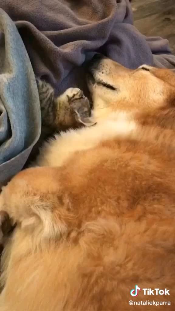 I think this is genuinely the cutest animal cat and dog video I've ever seen
