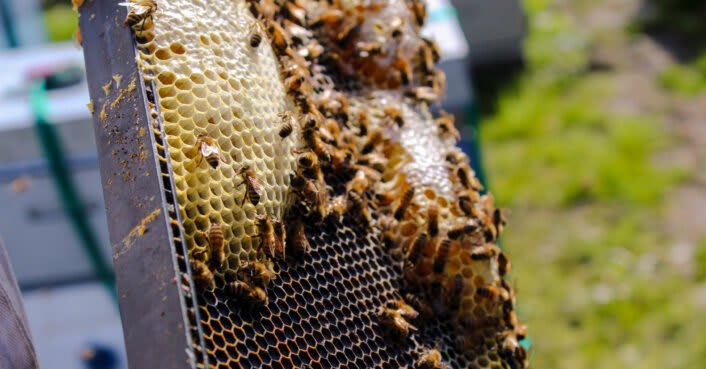 France is the first country to ban all 5 pesticides linked to bee deaths