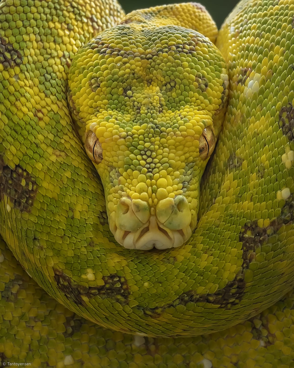 Yellow