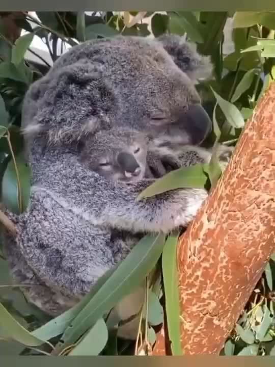 Koalas get little energy from their diet ofeucalypt leaves, so they must limit their energy use and sleep or rest 20 hours a day. They are predominantly active at night and spend most of their waking hours feeding. They typically eat and sleep in the same tree, possibly for as long as a day.