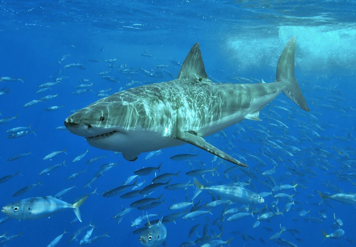 Prehistoric Great White Shark Nursery Discovered in Chile