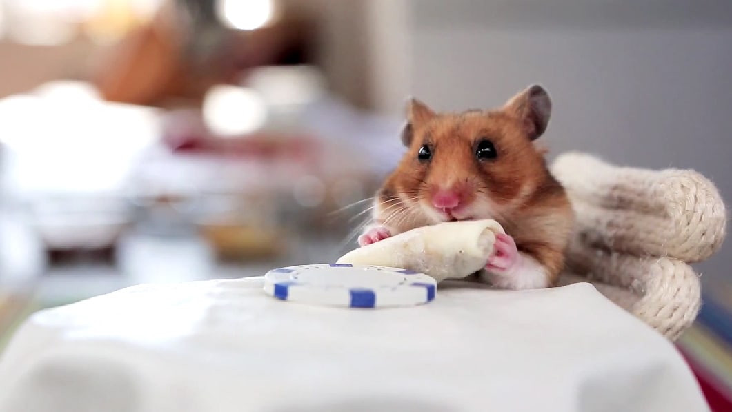 This Hamster Gets To Eat Two Tiny Burritos