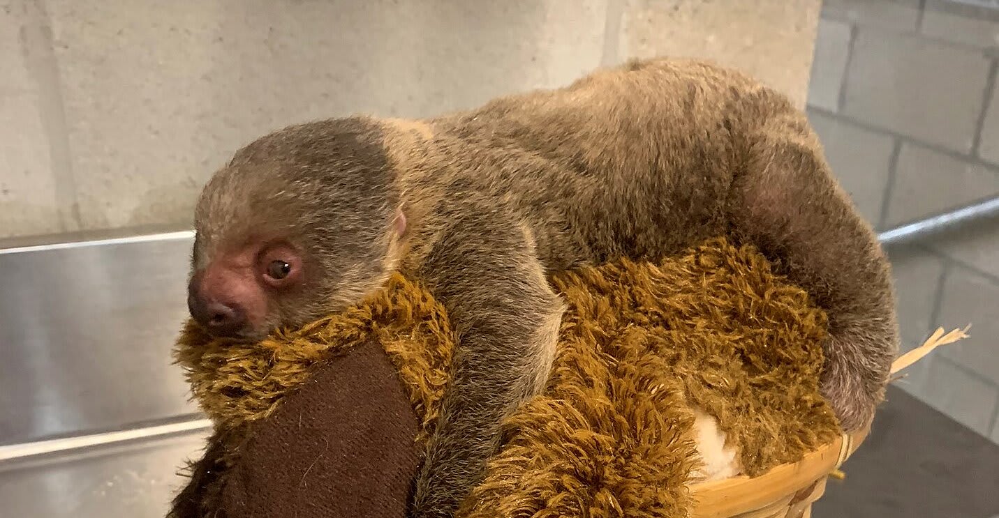 Rhode Island Zoo Welcomes Baby Two-Toed Sloth After Difficult Delivery