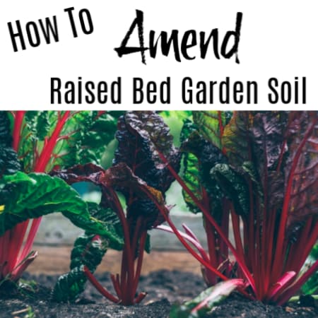 How to Amend Raised Garden Bed Soil For Growing Successfully