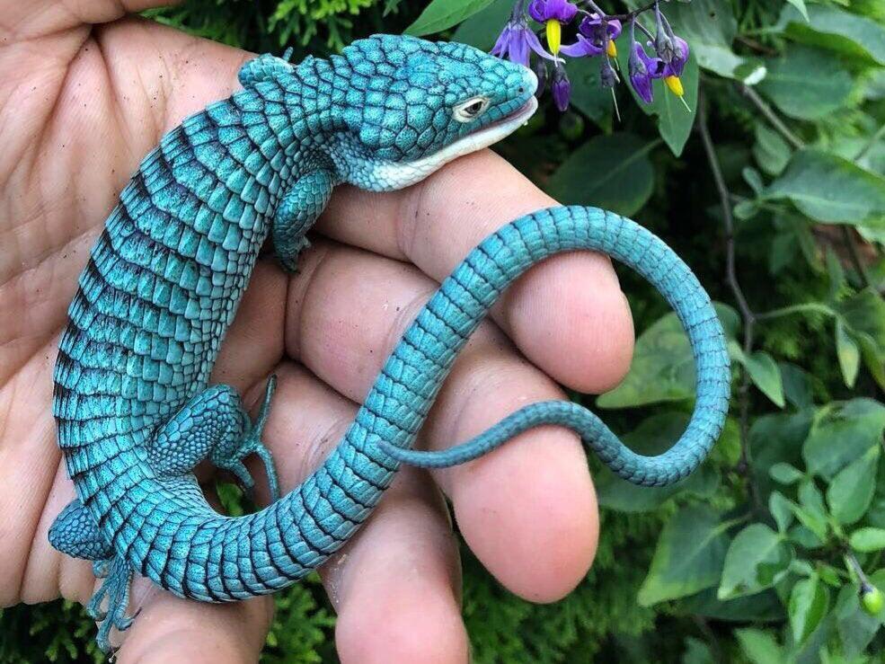 This Endangered Mexican Alligator Lizard