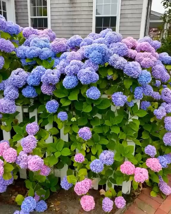 The range of colors of these Hydrangea flowers