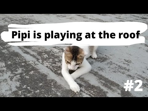 Pipi is playing at the roof #2