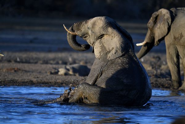 Botswana Says It's Solved the Mystery of a Mass Elephant Die-Off