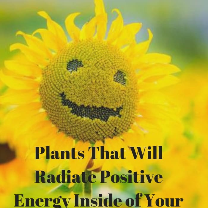 Plants That Will Radiate Positive Energy Inside of Your House