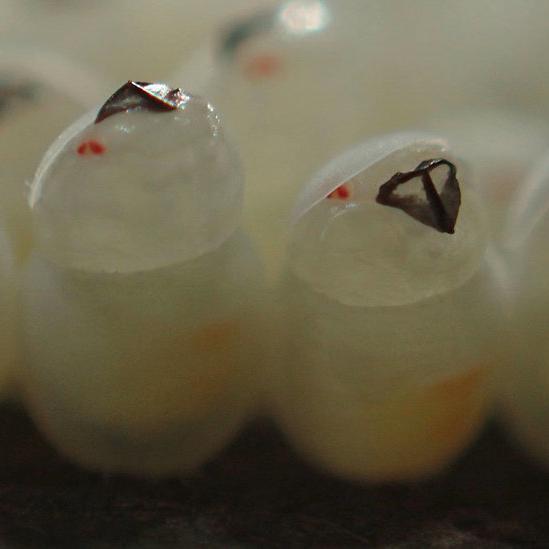 Watch These Stink Bugs Hatch in Unison