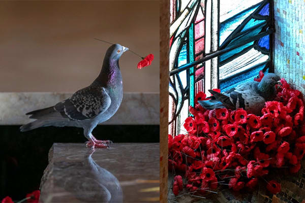 Rumour confirmed! Pigeon pinches poppies to build beautiful nest at Australian War Memorial
