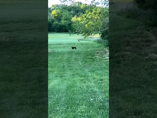 Dog and Deer Chase Each Other Playfully in the Yard - 1127338