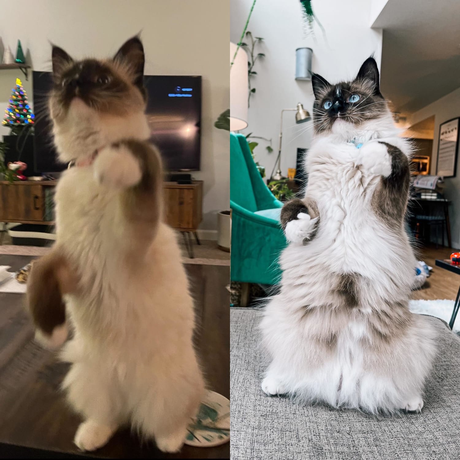 Cat.