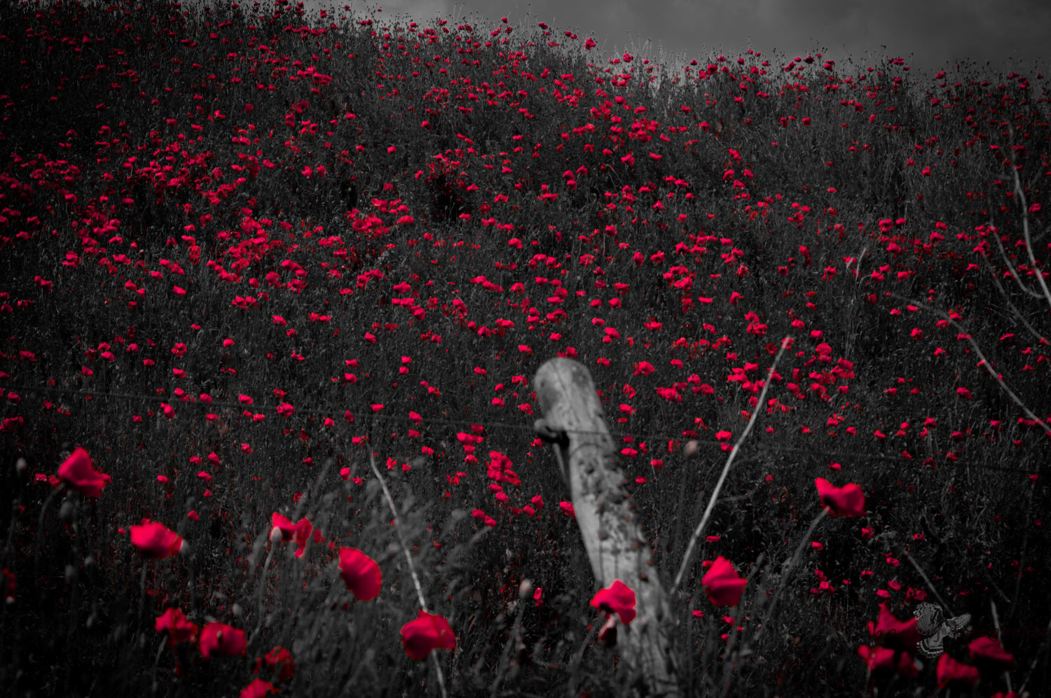 In Flanders fields the poppies blow. This site always make me think about the great Sacrifice people from all sides made in ww1 so we could live in peace, or so they hoped...