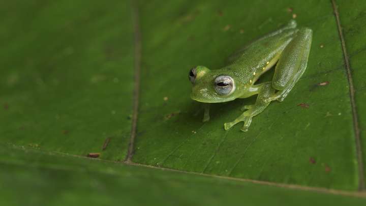 Researchers Reveal How Glass Frogs Use Their Translucent Skin As Camouflage