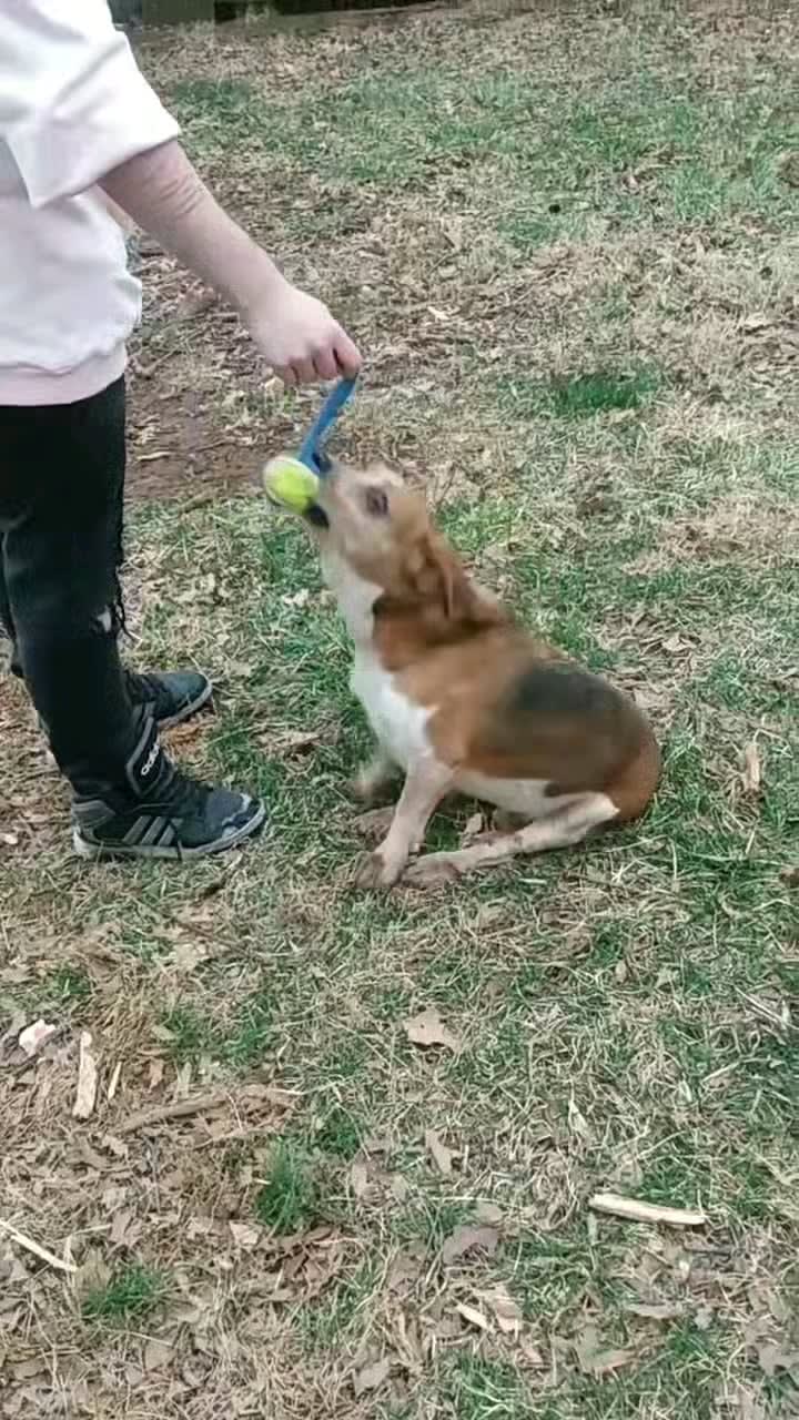 Our disabled beagle and his favorite way to play!