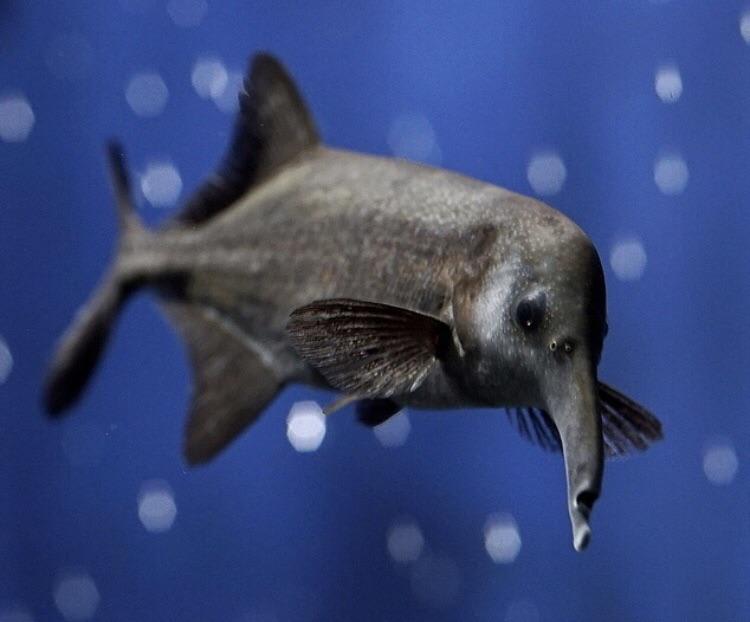 The Elephant-nose Fish is a freshwater fish largest brain-to-body oxygen use ratio of all known vertebrates. It navigates around its environment by sensing electric signals.