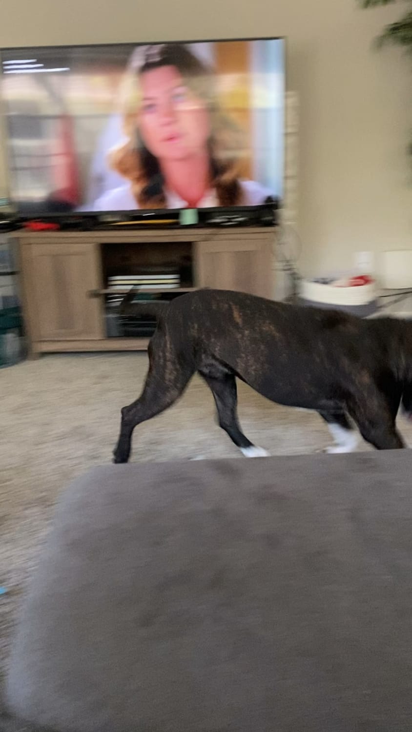We brought Buck home less than a week ago. He decided to show us his zoomies for the first time today.