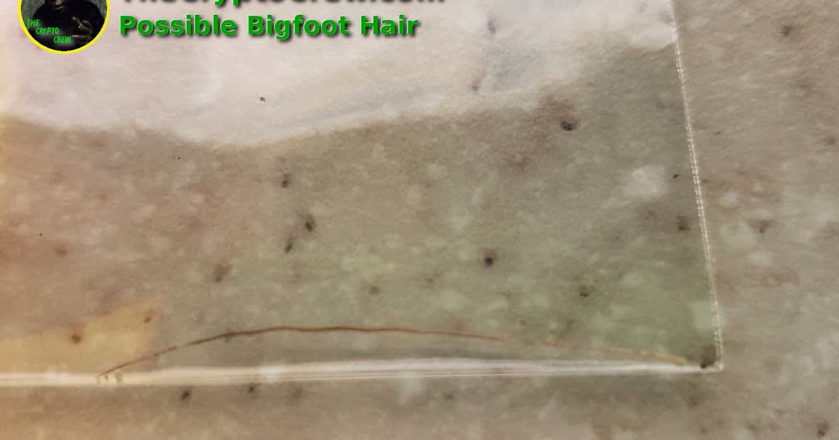 Possible Bigfoot Hair and More