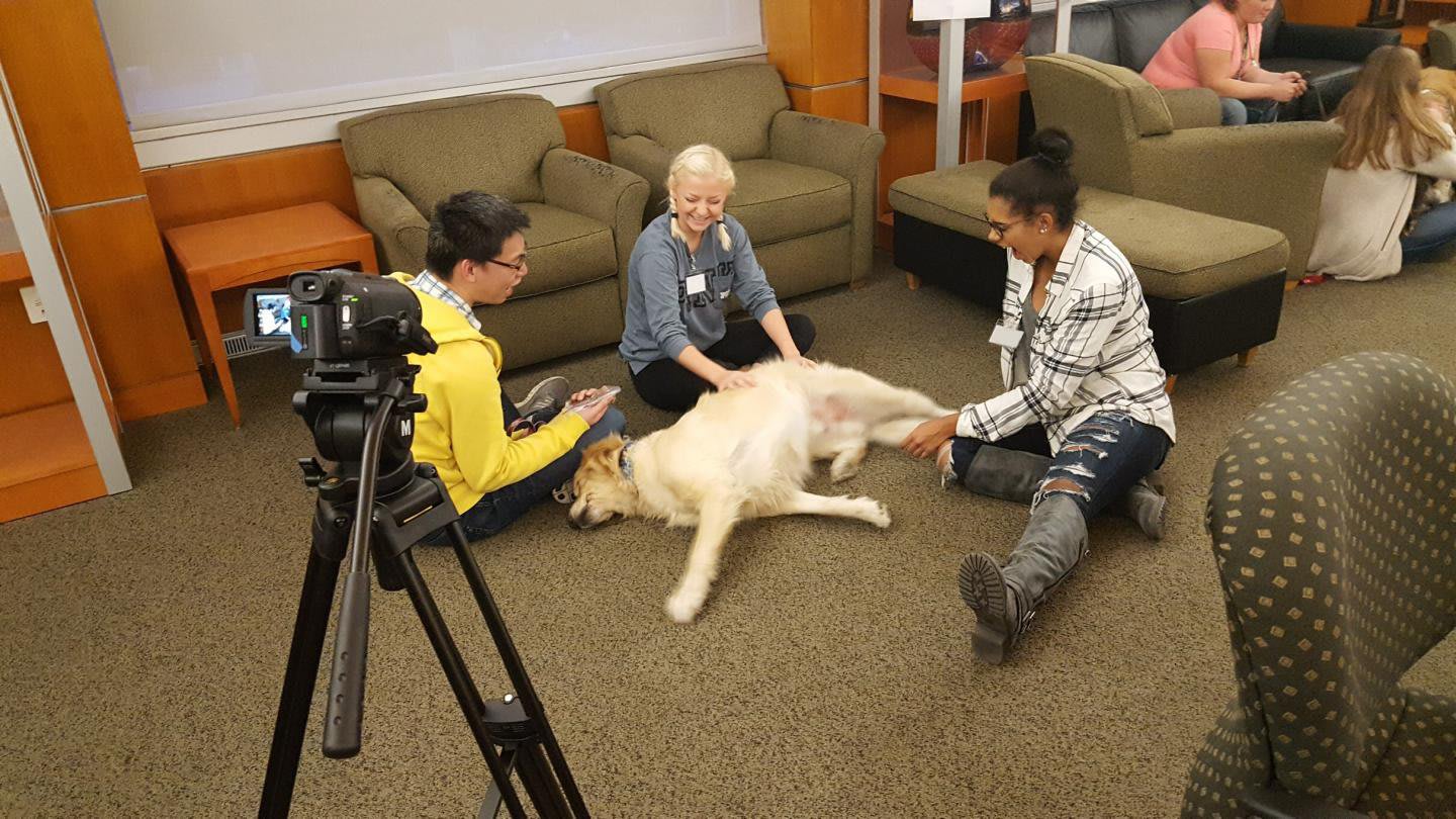 For Stressed-Out College Students, Petting Therapy Dogs Has Long-Lasting Benefits