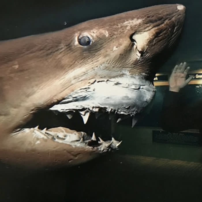 Battle to save preserved Great White Shark at abandoned wildlife park