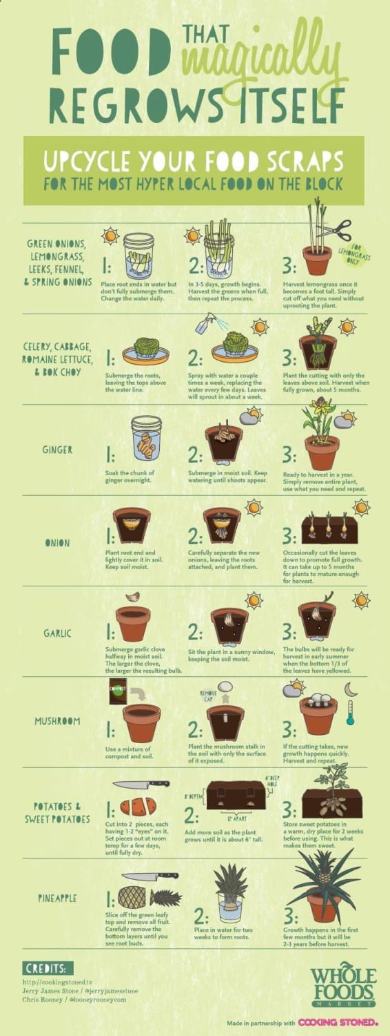 Food That Magically Regrows Itself from Kitchen Scraps