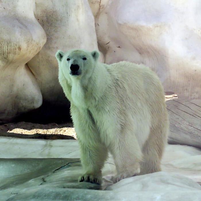 Polar bear forced to live in warm enclosure dies at Mexican zoo
