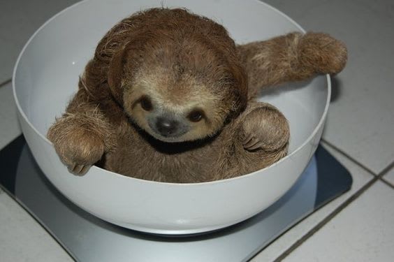 Having a bad day? Here's a sloth in a bowl :D
