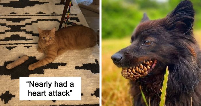 24 Times Pets Unintentionally Sent Their Owners Into Panic Mode