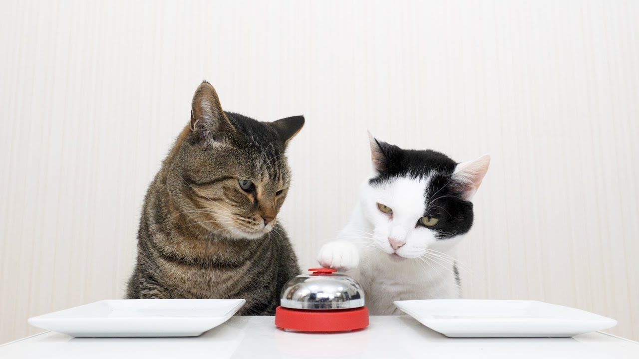 Trained Cats Competitively Ring a Bell for Treats
