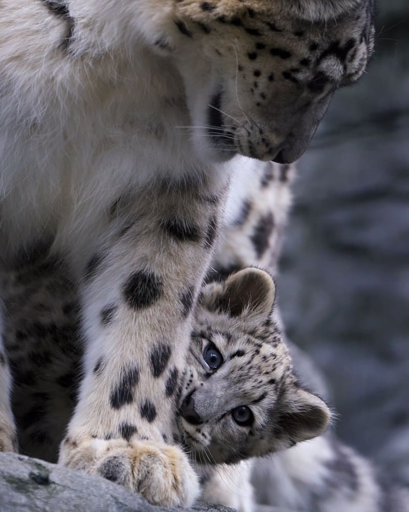 Snow Leopard cub with mom.