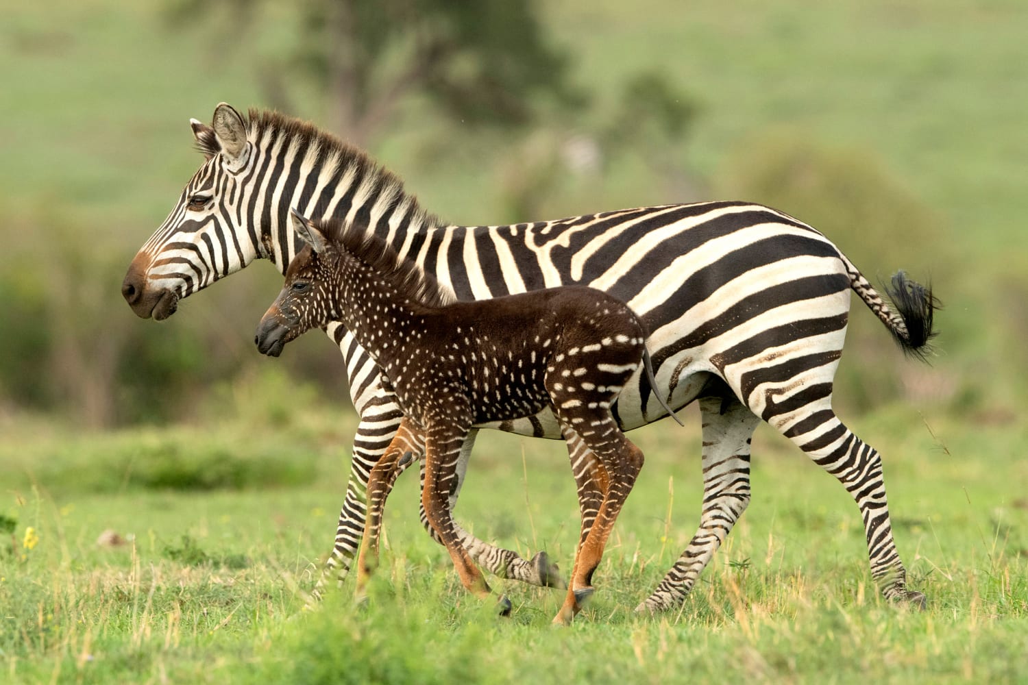 Rare spotted Zebra