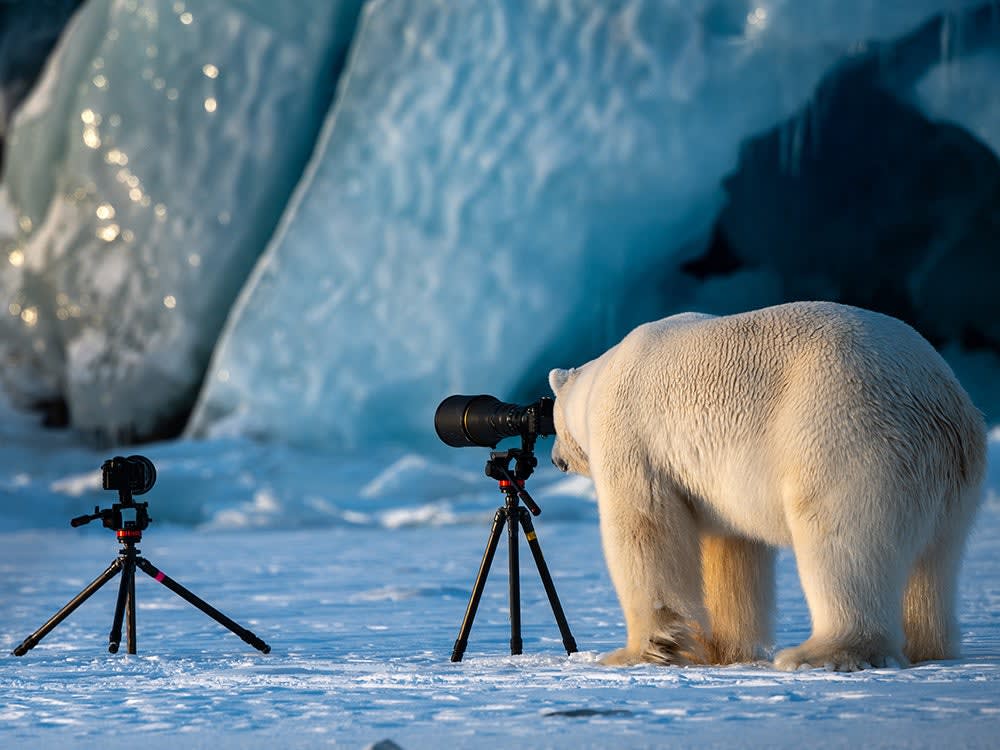 Our favorite finalists from the Comedy Wildlife Photography Awards