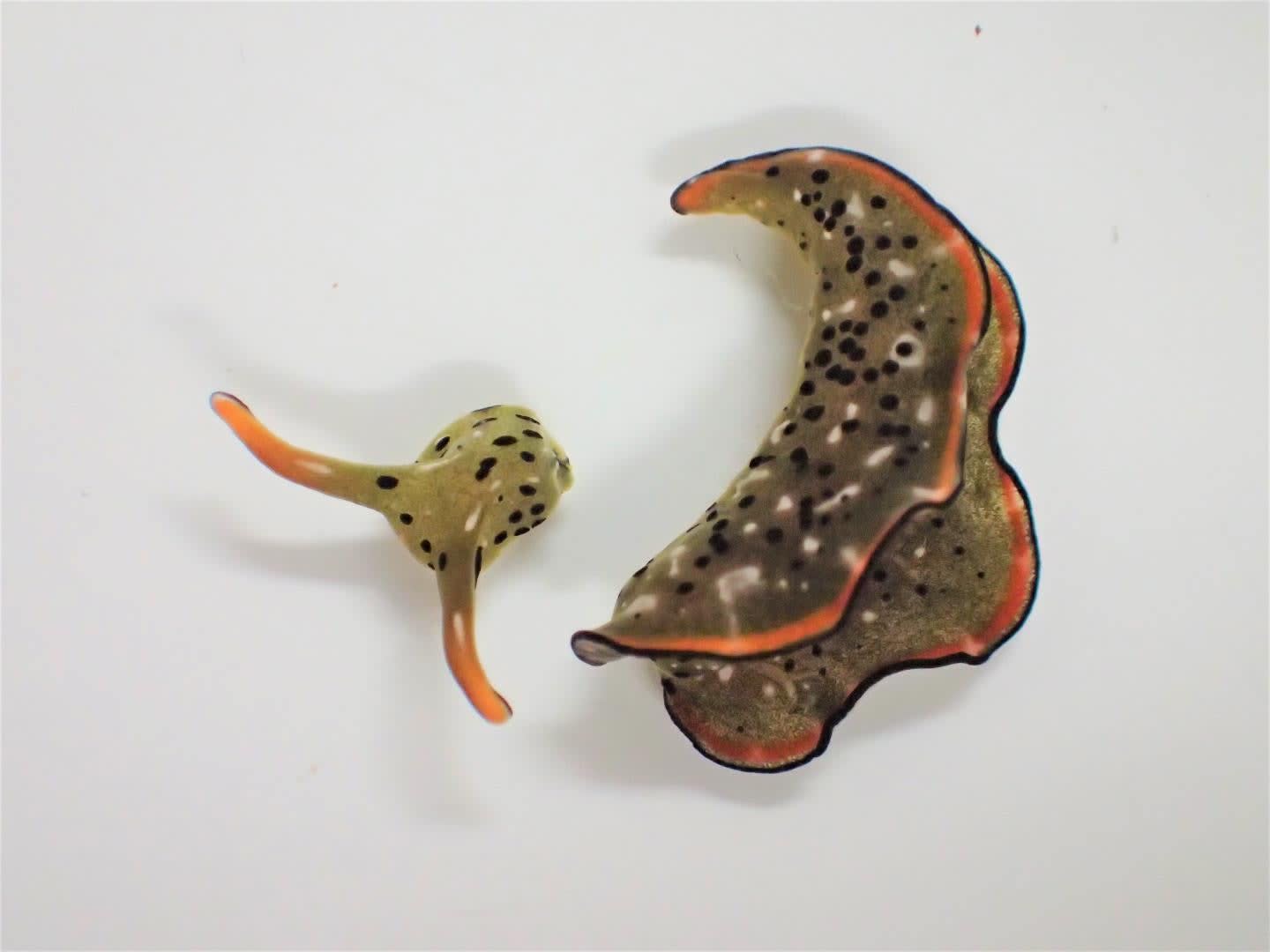 The process sea slugs use to regrow severed body parts is surprisingly common