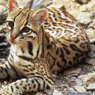 Stop reckless anti-wildlife border wall construction