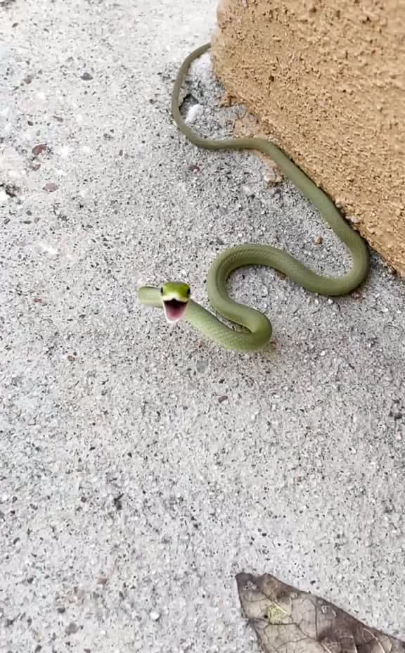 Little smooth green snake is very feisty.
