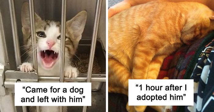 40 Of The Most Wholesome Rescue Pet Photos Of The Month (September Edition)